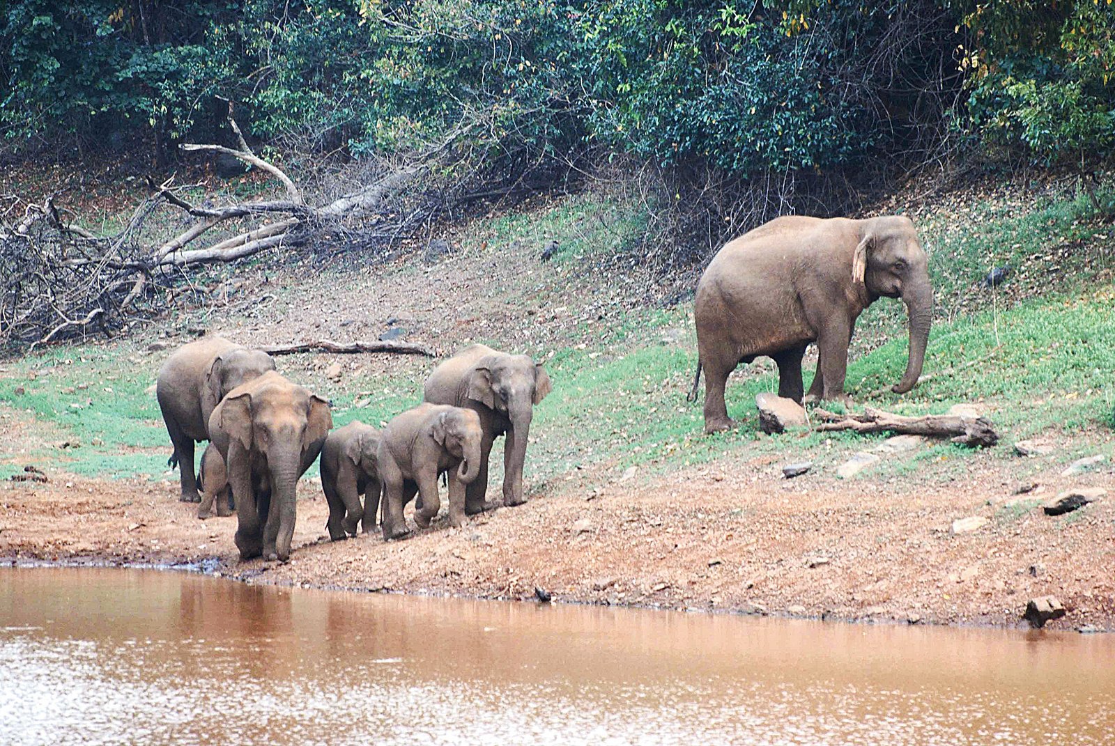 Dalma Wildlife Sanctuary